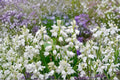 Spanish Whitebells Bulb – Hyacinthoides hispanica Spring Flowering White Bell-Shaped Blooms Outdoor Garden Plant