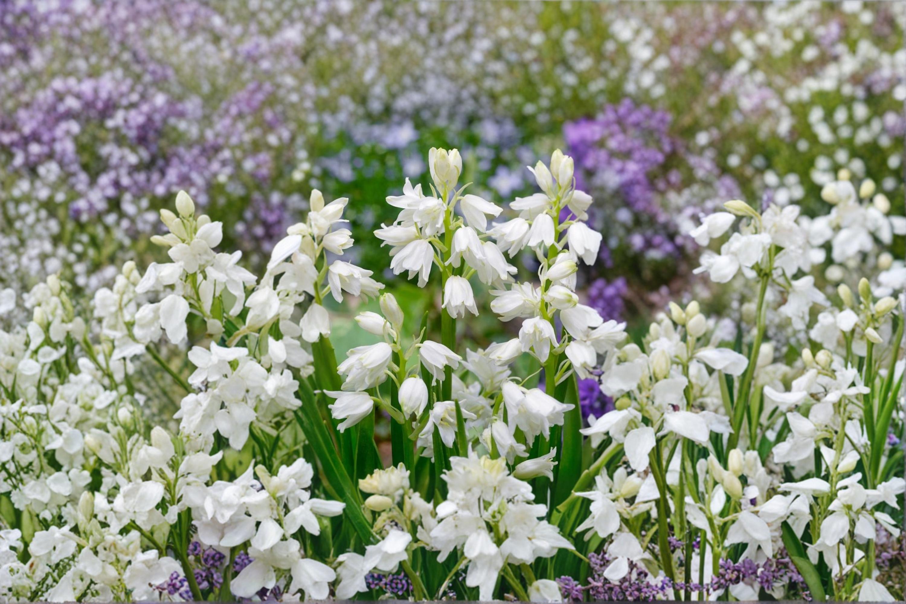 Spanish Whitebells Bulb – Hyacinthoides hispanica Spring Flowering White Bell-Shaped Blooms Outdoor Garden Plant