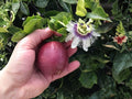 Purple Passion Fruit Vine Starter Plant, Passiflora edulis, Edible Tropical Climber for Trellises & Containers