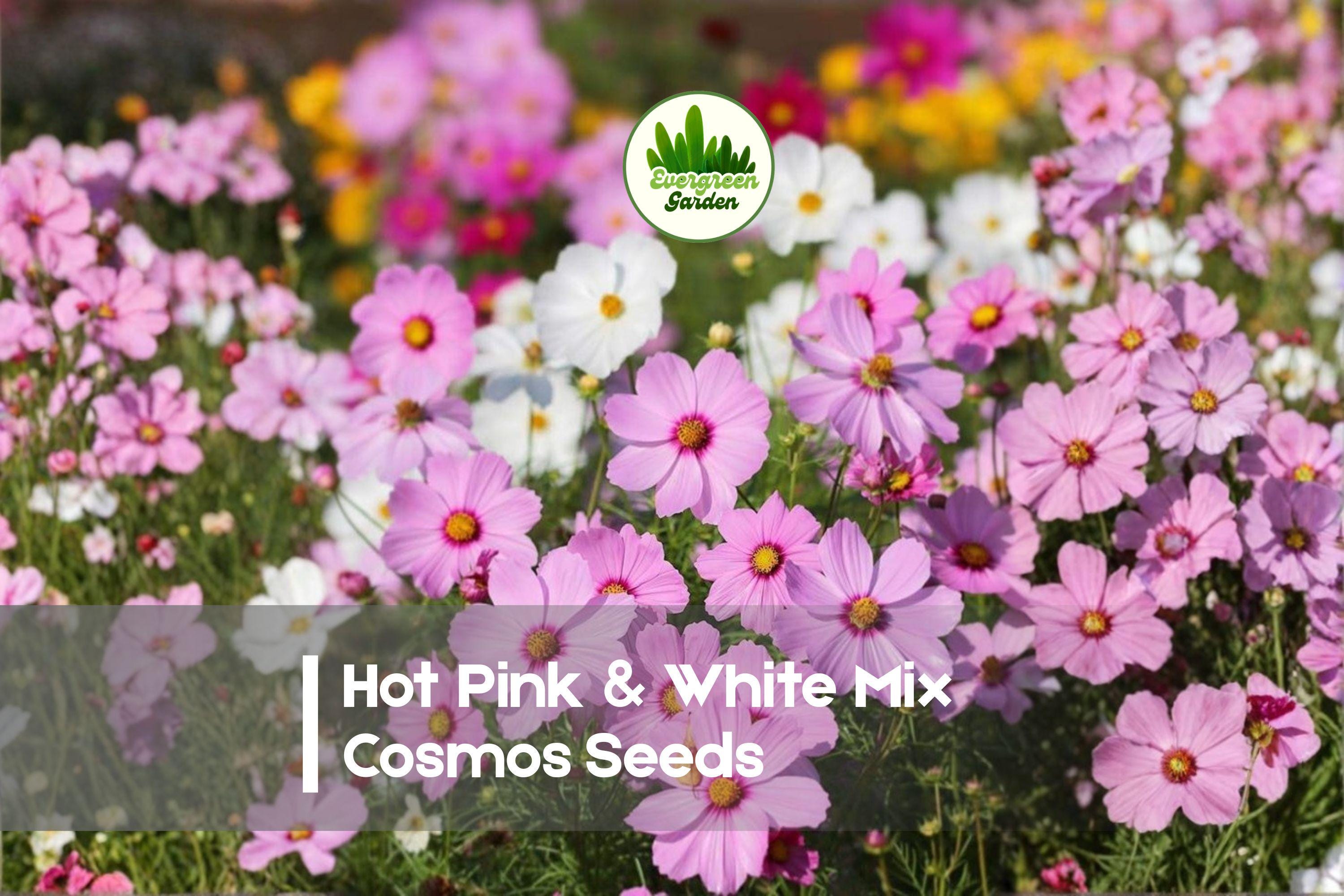 200+ Cosmos Seeds, Hot Pink & White Mix, Annual Flower, Cosmos bipinnatus, Bright Border & Wildflower Garden