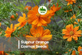 200 Sulphur Orange Cosmos Seeds - Vibrant Orange Annual Flowers for Pollinator Gardens, Borders & Wildflower Beds | Cosmos sulphureus