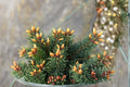 Blue Douglas Fir Seeds – Pseudotsuga menziesii Evergreen Conifer Tree for Landscaping & Outdoor Planting
