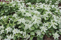 Mountain Snow Seeds – Euphorbia marginata, Annual Flowering Plant with White-Edged Green Foliage, Garden Bed & Border Plant