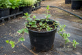 Wintercreeper Euonymus fortunei Cuttings – 12 Unrooted Evergreen Groundcover & Climbing Vine