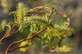 Scarlet Curls Willow Plant | Bare Root Salix matsudana ‘Scarlet Curls’ | Twisted Branches & Red-Orange Stems