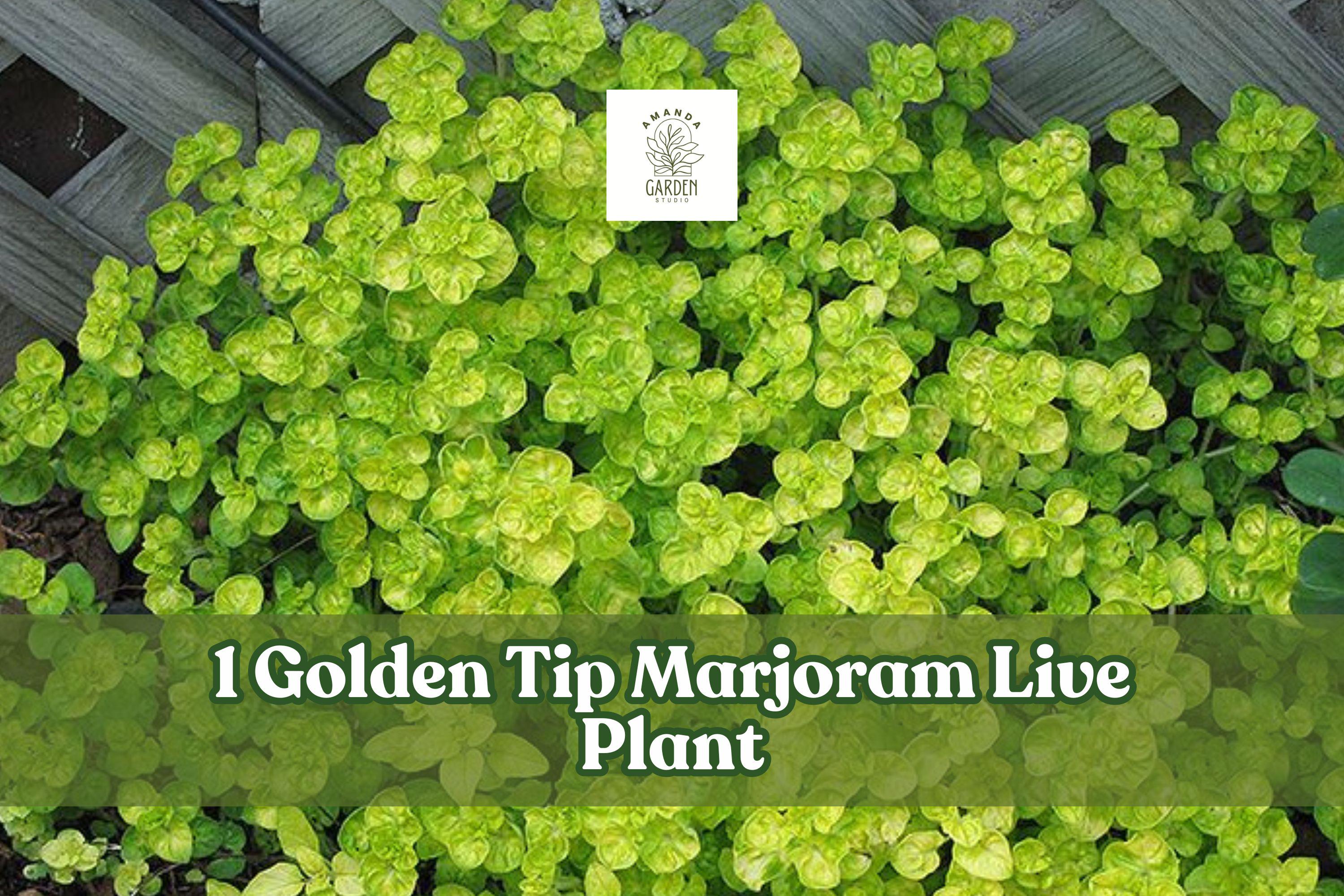Golden Tip Marjoram Live Plant Plug | Culinary Herb Starter | Origanum majorana ‘Aureum’