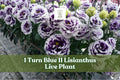 Lisianthus Live Plant Plug - Turn Blue II, Eustoma grandiflorum, Ruffled Blue-Purple Blooms, Starter Plant for Gardens & Containers