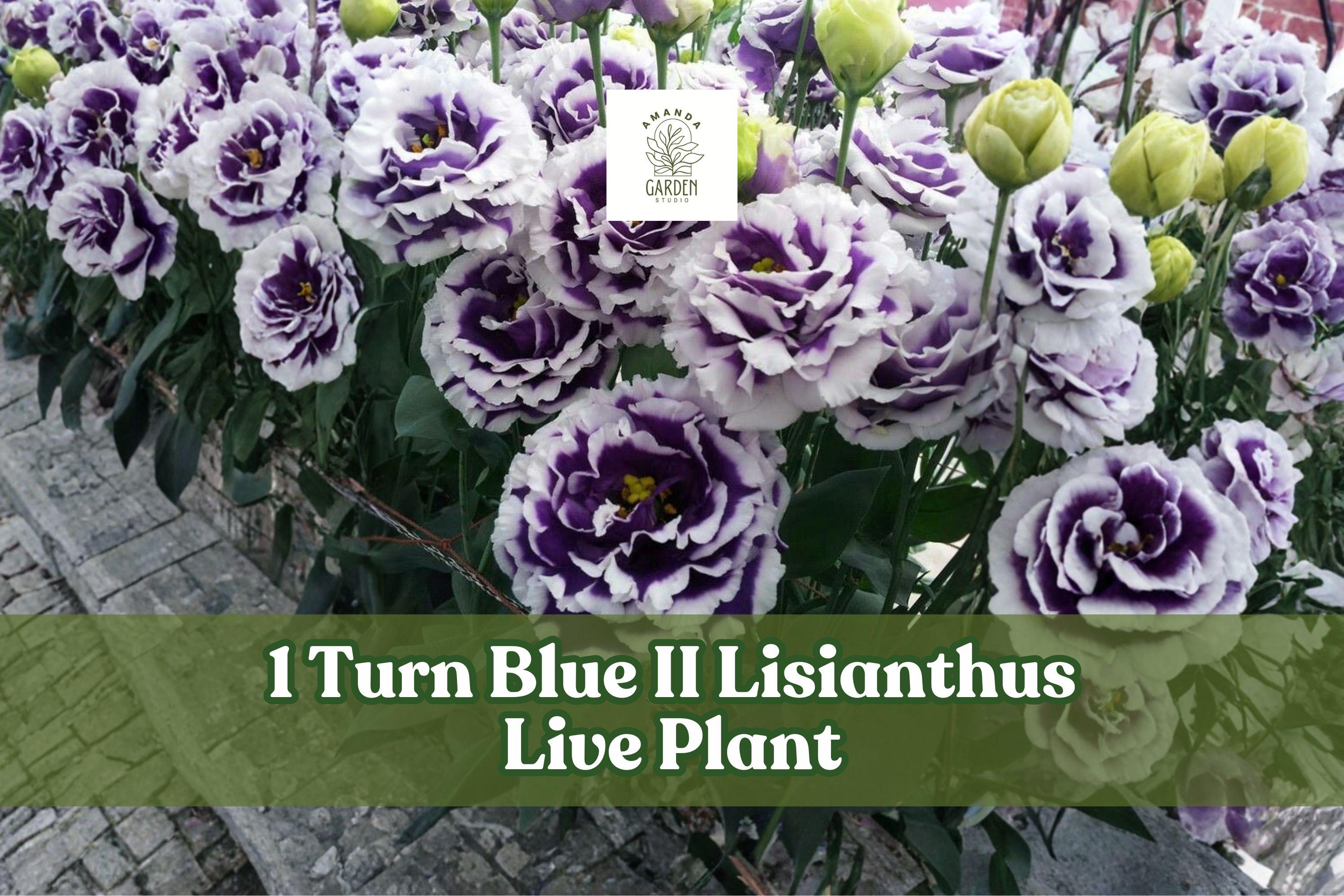 Lisianthus Live Plant Plug - Turn Blue II, Eustoma grandiflorum, Ruffled Blue-Purple Blooms, Starter Plant for Gardens & Containers