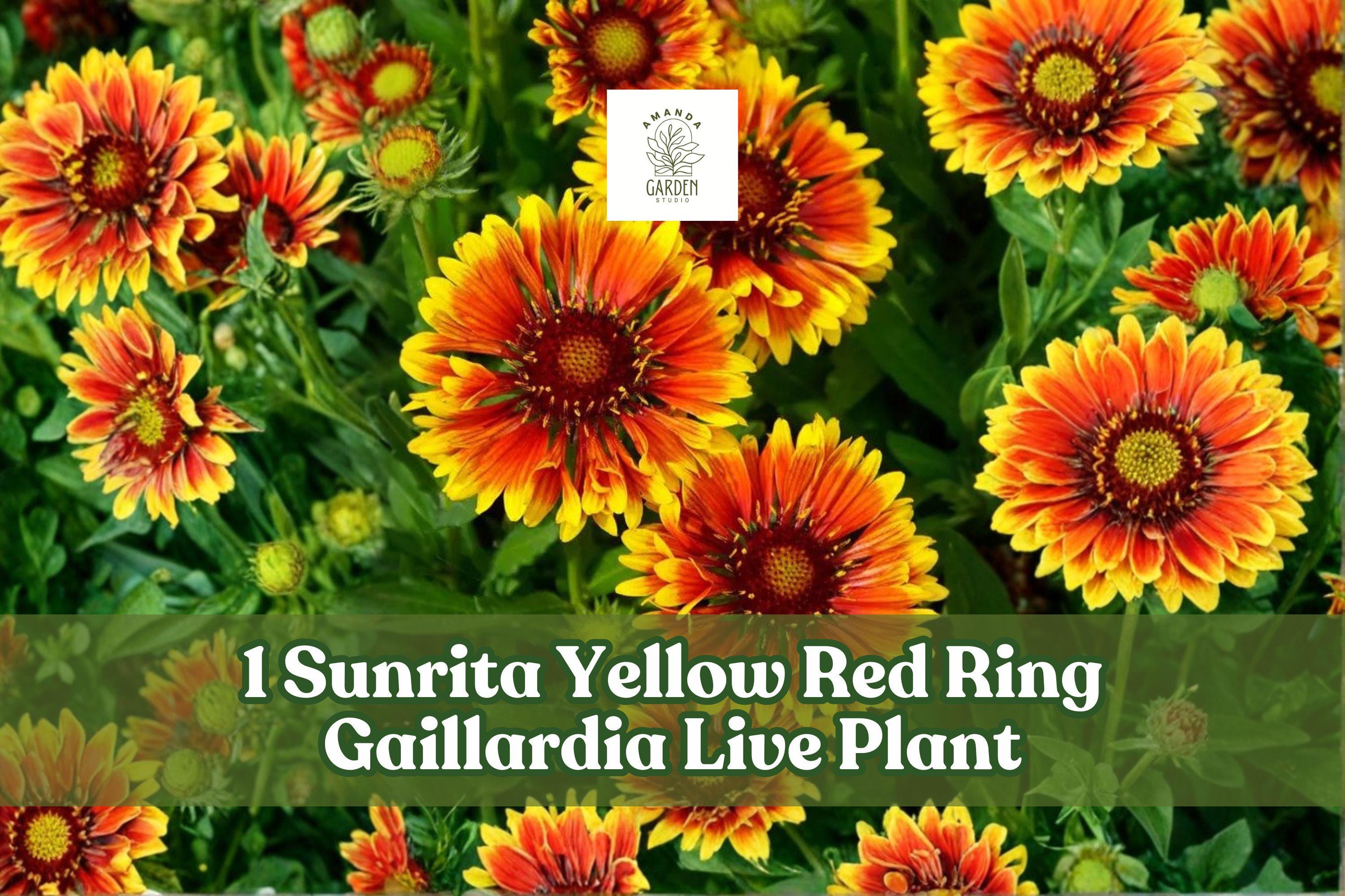Gaillardia aristata Live Plant Plug | Sunrita Yellow Red Ring Blanket Flower | Bicolor Bloom for Borders & Containers