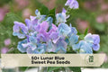 50+ Sweet Pea Seeds, Climbing Flower, Blue & Purple Fragrant Blooms, Lathyrus odoratus, Garden Trellis & Fence Plant