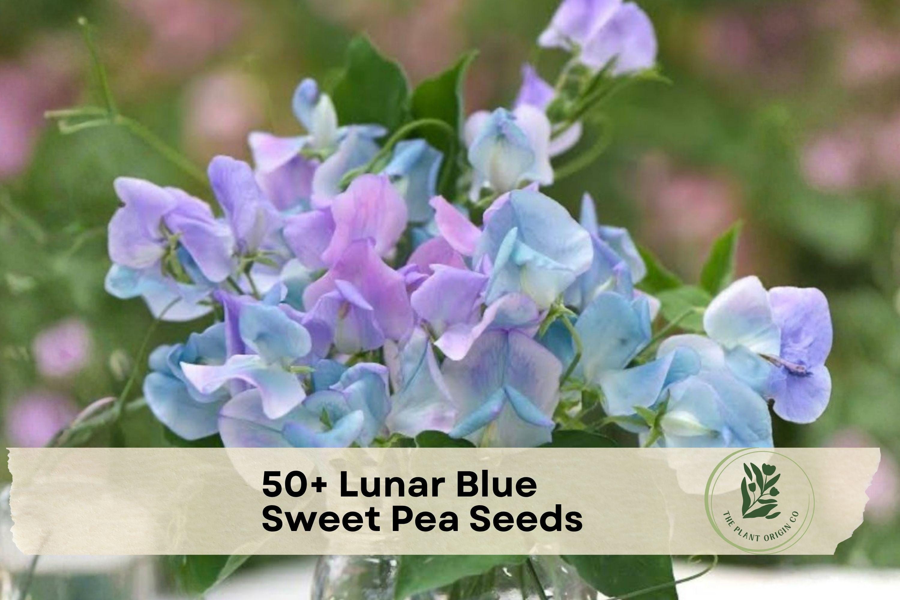 50+ Sweet Pea Seeds, Climbing Flower, Blue & Purple Fragrant Blooms, Lathyrus odoratus, Garden Trellis & Fence Plant