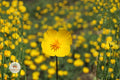 Tufted Dwarf California Poppy Seeds – Bright Yellow Wildflower, Drought Tolerant, Native Eschscholzia caespitosa for Wildflower Gardens