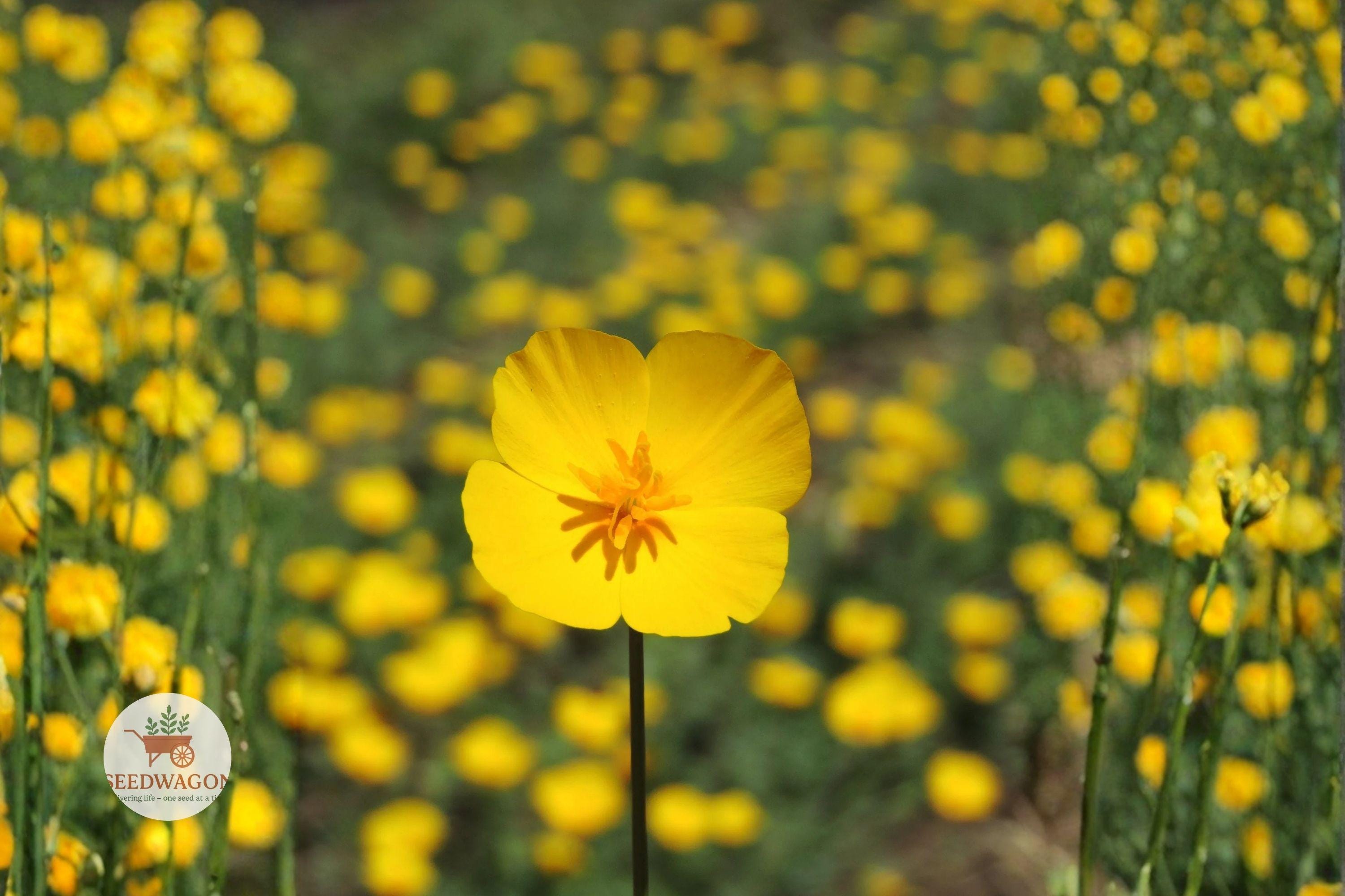 Tufted Dwarf California Poppy Seeds – Bright Yellow Wildflower, Drought Tolerant, Native Eschscholzia caespitosa for Wildflower Gardens