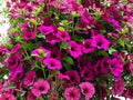 Shanin Wild Petunia Seeds – Purple Flower, Petunia violacea, Container & Garden Borders, 100 Seeds