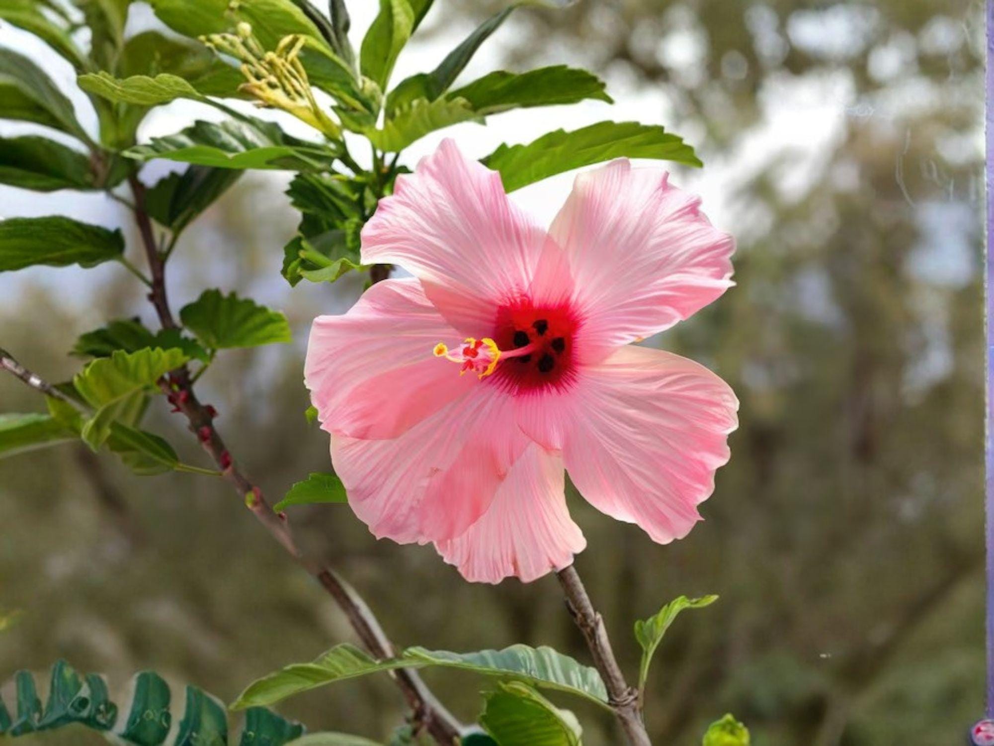 Rose Mallow Flower Seeds | Hibiscus Militaris Perennial Plant | Pale Pink to Rose Flowers | Garden, Border, Moist Areas