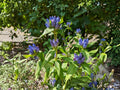 Bottle Gentian Seeds – Gentiana andrewsii, Deep Blue Flowering Perennial, 100 Seeds