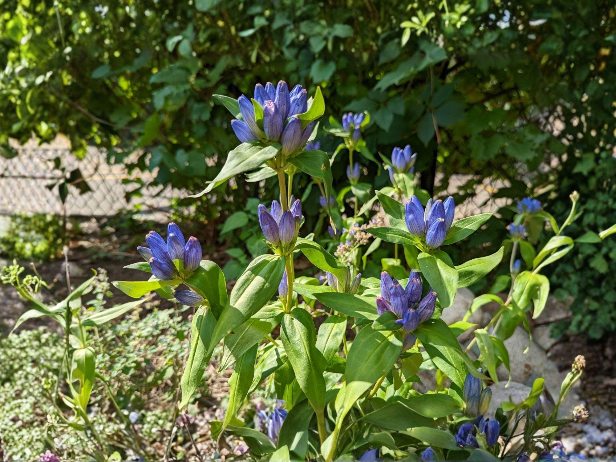 Bottle Gentian Seeds – Gentiana andrewsii, Deep Blue Flowering Perennial, 100 Seeds