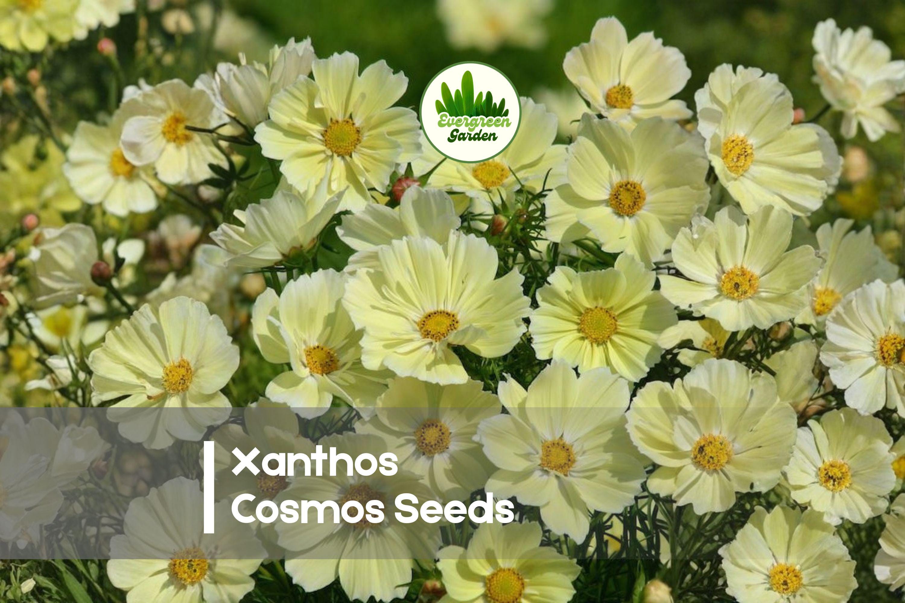 200 Xanthos Cosmos Seeds - Soft Lemon Yellow Blooms, Cosmos bipinnatus, Annual, Pollinator-Friendly, Easy to Grow, Garden Borders & Cut Flowers
