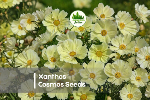 200 Xanthos Cosmos Seeds - Soft Lemon Yellow Blooms, Cosmos bipinnatus, Annual, Pollinator-Friendly, Easy to Grow, Garden Borders & Cut Flowers
