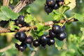 Jostaberry Gooseberry Unrooted Cuttings – Ribes × nidigrolaria, Edible Berry Shrub, Perennial, Full Sun to Partial Sun