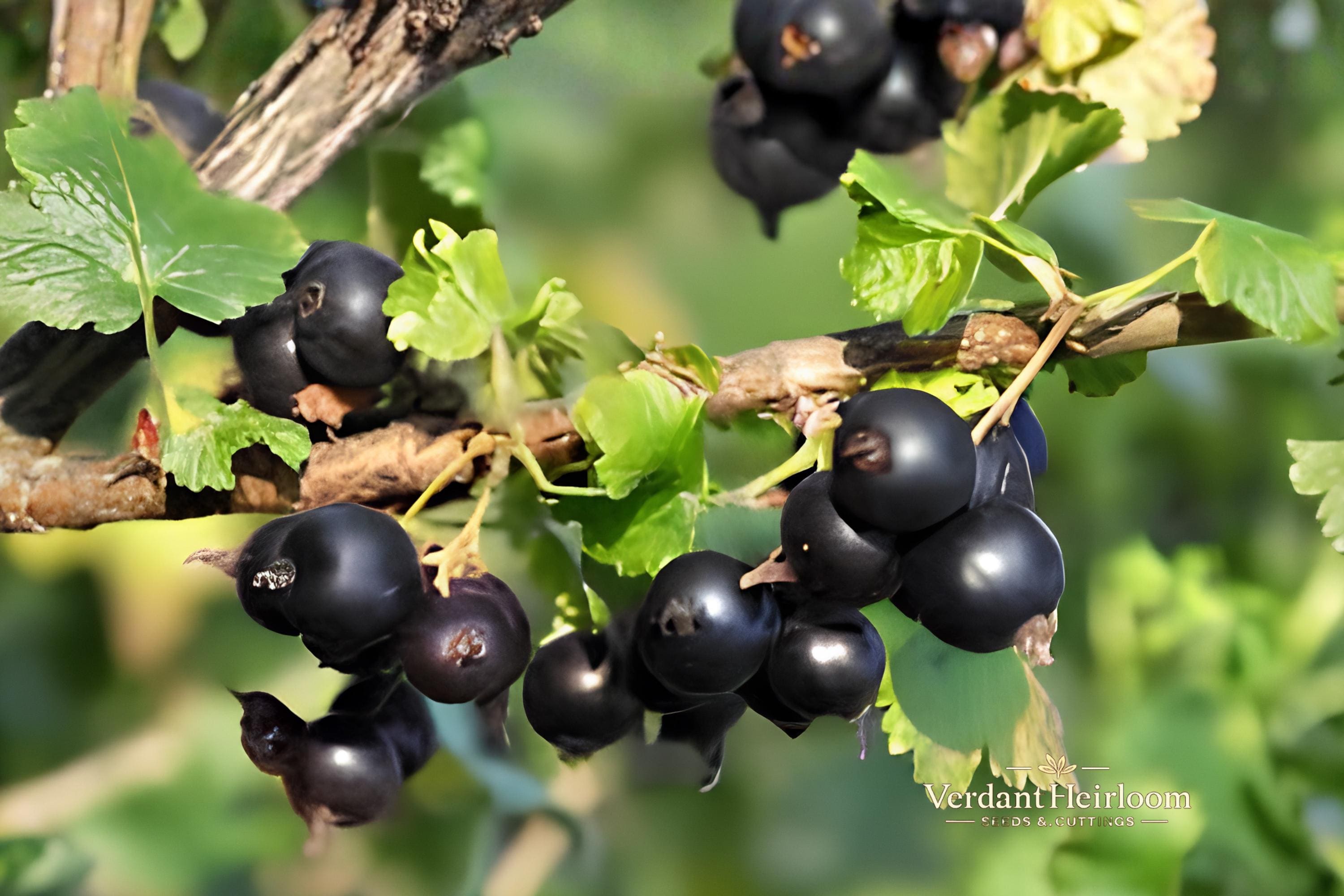 Jostaberry Gooseberry Unrooted Cuttings – Ribes × nidigrolaria, Edible Berry Shrub, Perennial, Full Sun to Partial Sun