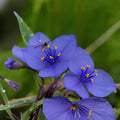 Western Spiderwort Seeds – Native Perennial Wildflower, Tradescantia occidentalis, Blue-Purple Blooms, Drought-Tolerant, Pollinator-Friendly
