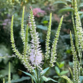 Culver’s Root Seeds – Veronicastrum virginicum Native Perennial Wildflower, 500 Seeds