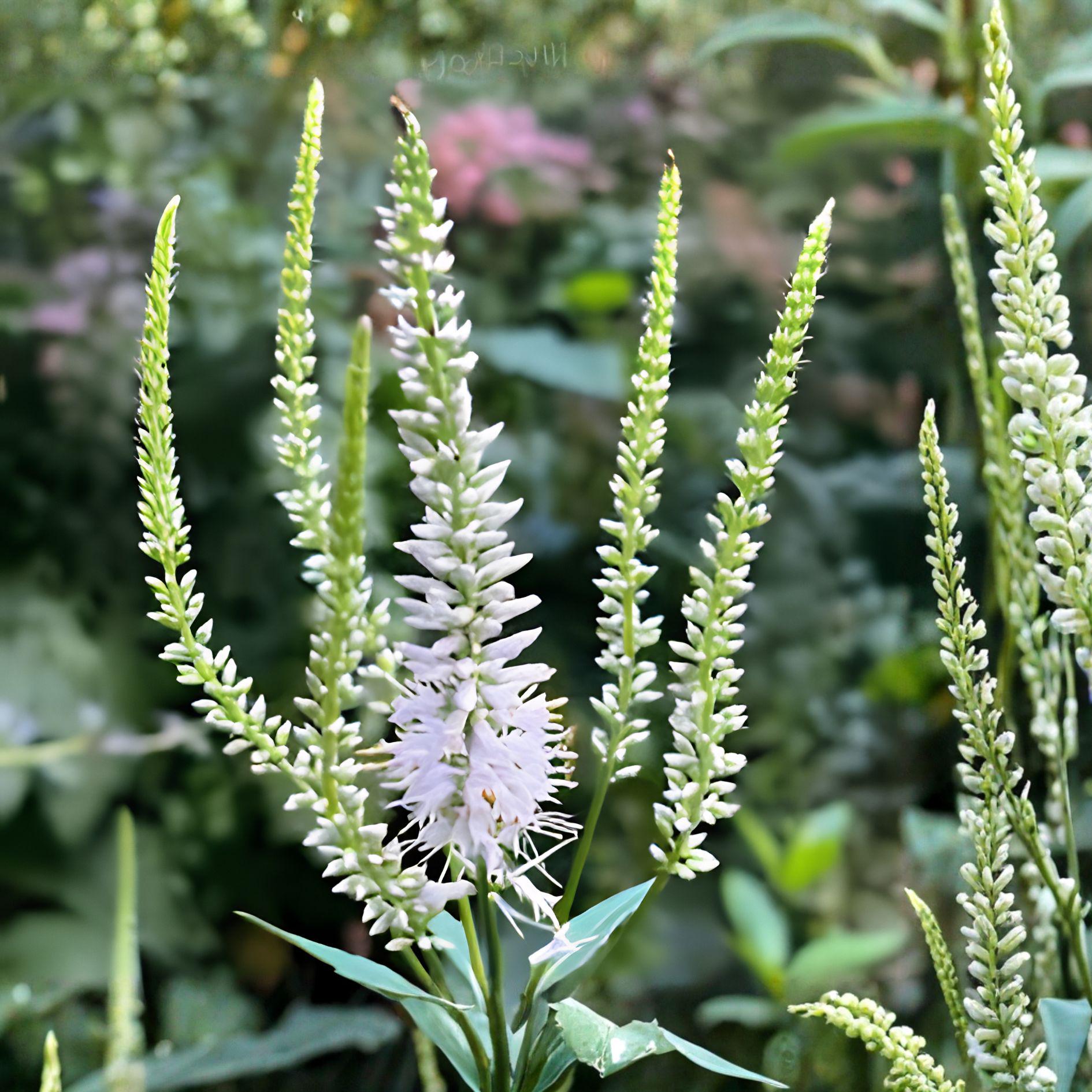 Culver’s Root Seeds – Veronicastrum virginicum Native Perennial Wildflower, 500 Seeds