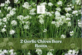 2 Garlic Chives Bare Roots Allium Tuberosum Culinary Herb Plant for Garden, Container, Pollinator Garden