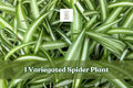Variegated Spider Plant Live Plug, Chlorophytum Comosum, Indoor Houseplant for Hanging Baskets and Shelves