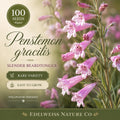 Penstemon gracilis Seeds – Slender Beardtongue Native Wildflower, Heirloom, Non-GMO, Pollinator-Friendly, Perennial Garden Seeds