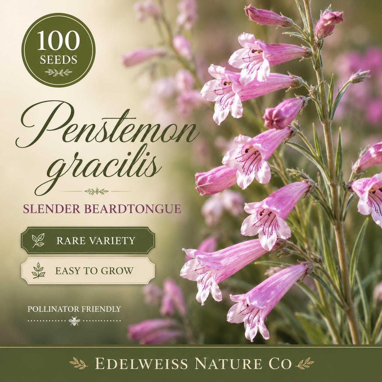 Penstemon gracilis Seeds – Slender Beardtongue Native Wildflower, Heirloom, Non-GMO, Pollinator-Friendly, Perennial Garden Seeds