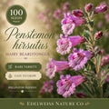 Penstemon Hirsutus Seeds, Hairy Beardtongue, Native Wildflower, Heirloom, Non-GMO, Pollinator-Friendly, Perennial Planting