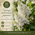 Japanese Tree Lilac Seeds, Syringa amurensis japonica, Heirloom Non-GMO Flowering Tree, Fragrant Lilac Blooms, Ornamental Garden Plant