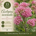 Asclepias incarnata Rose Milkweed Seeds – Native Pink Wildflower for Pollinator Gardens, Non-GMO, Heirloom, Perennial