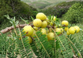 Indian Gooseberry Live Tropical Fruit Tree – Emblica officinalis – Amla Tree for Edible Gardens & Tropical Landscapes