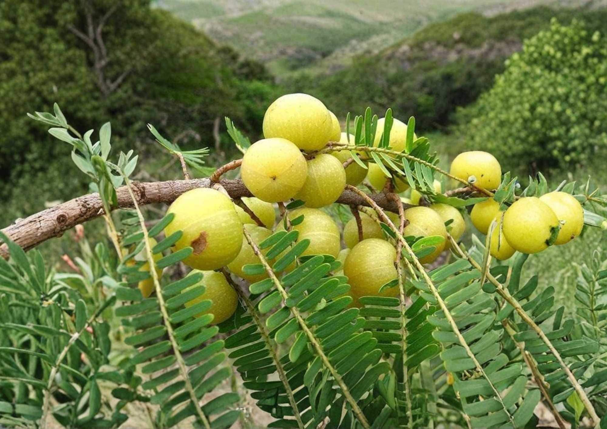 Indian Gooseberry Live Tropical Fruit Tree – Emblica officinalis – Amla Tree for Edible Gardens & Tropical Landscapes