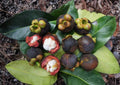 Mangosteen Live Fruit Tree – Garcinia mangostana, 12-24 inch tropical evergreen plant for edible landscapes and exotic fruit cultivation