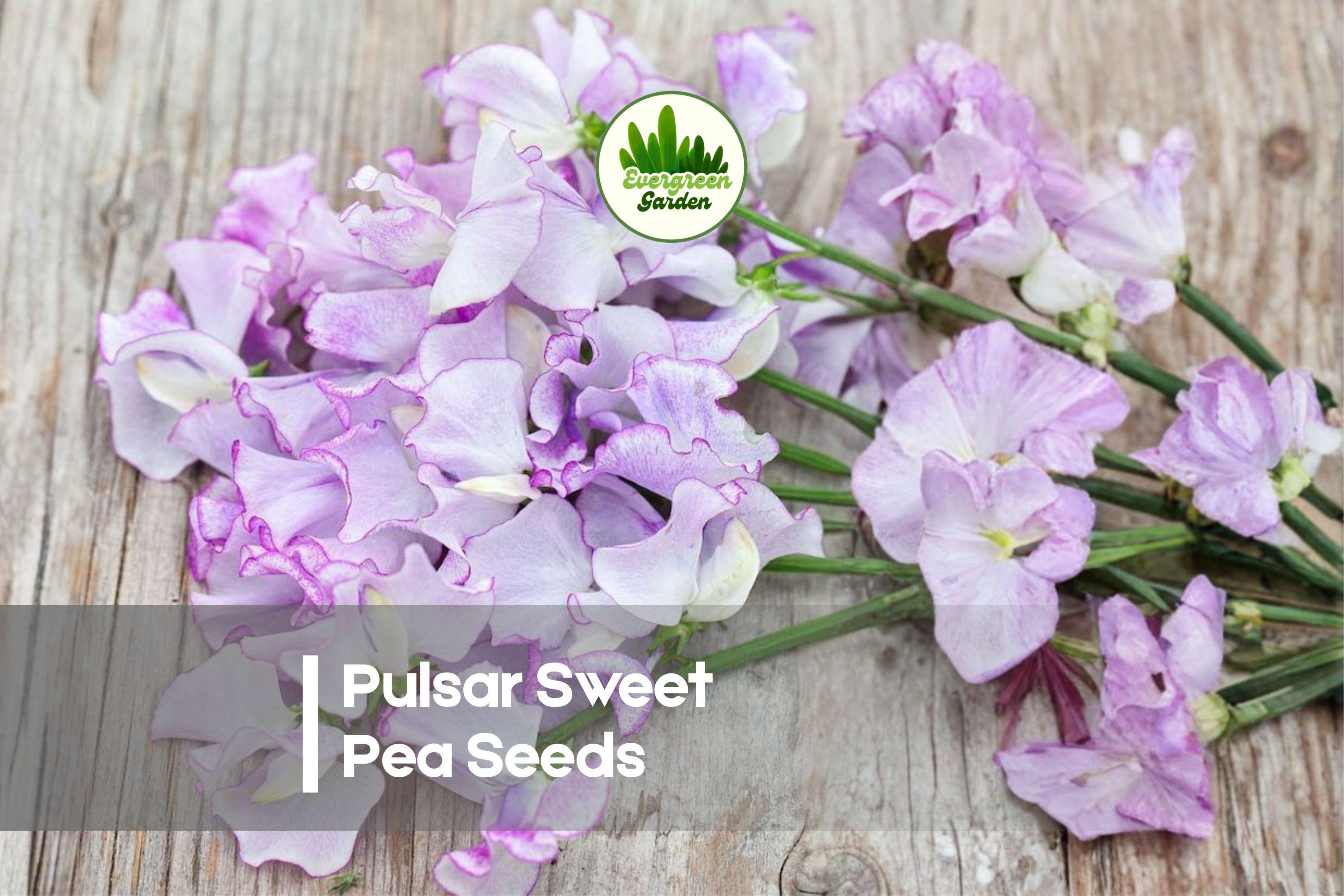 50+ Pulsar Sweet Pea Seeds - Fragrant Bi-Color Blooms, Climbing Vine, Lathyrus odoratus, Cottage Garden, Cut Flowers