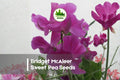 50+ Bridget McAleer Sweet Pea Seeds – Fragrant Soft Pink Climbing Flower, Lathyrus odoratus for Gardens & Cut Flowers