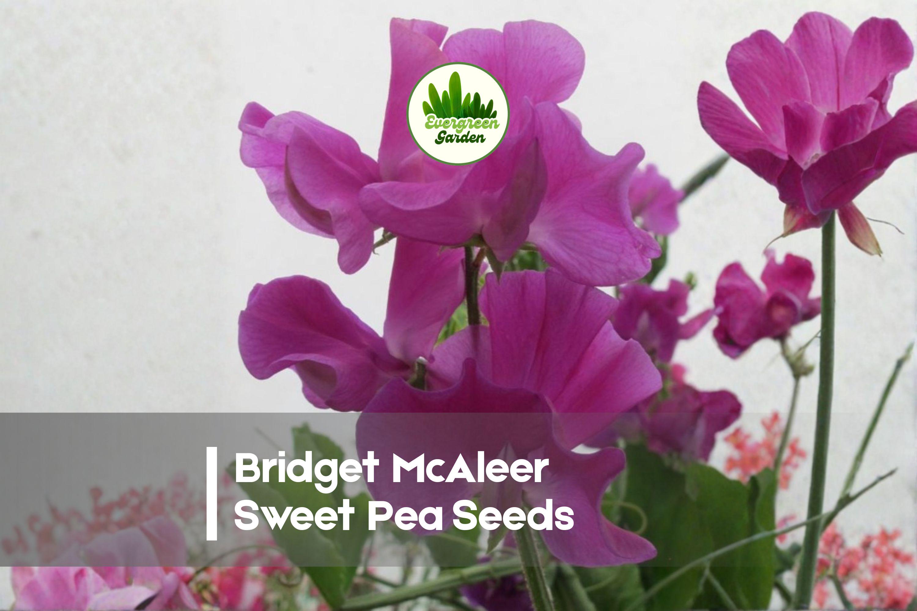 50+ Bridget McAleer Sweet Pea Seeds – Fragrant Soft Pink Climbing Flower, Lathyrus odoratus for Gardens & Cut Flowers