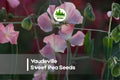 50+ Vaudeville Sweet Pea Seeds – Deep Purple Fragrant Climbing Vine for Gardens, Trellises, and Cut Flowers | Lathyrus odoratus
