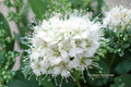 Wedding Cake Spirea Unrooted Cuttings – 10 Live 6–8 Inch White Flowering Shrubs Spiraea nipponica