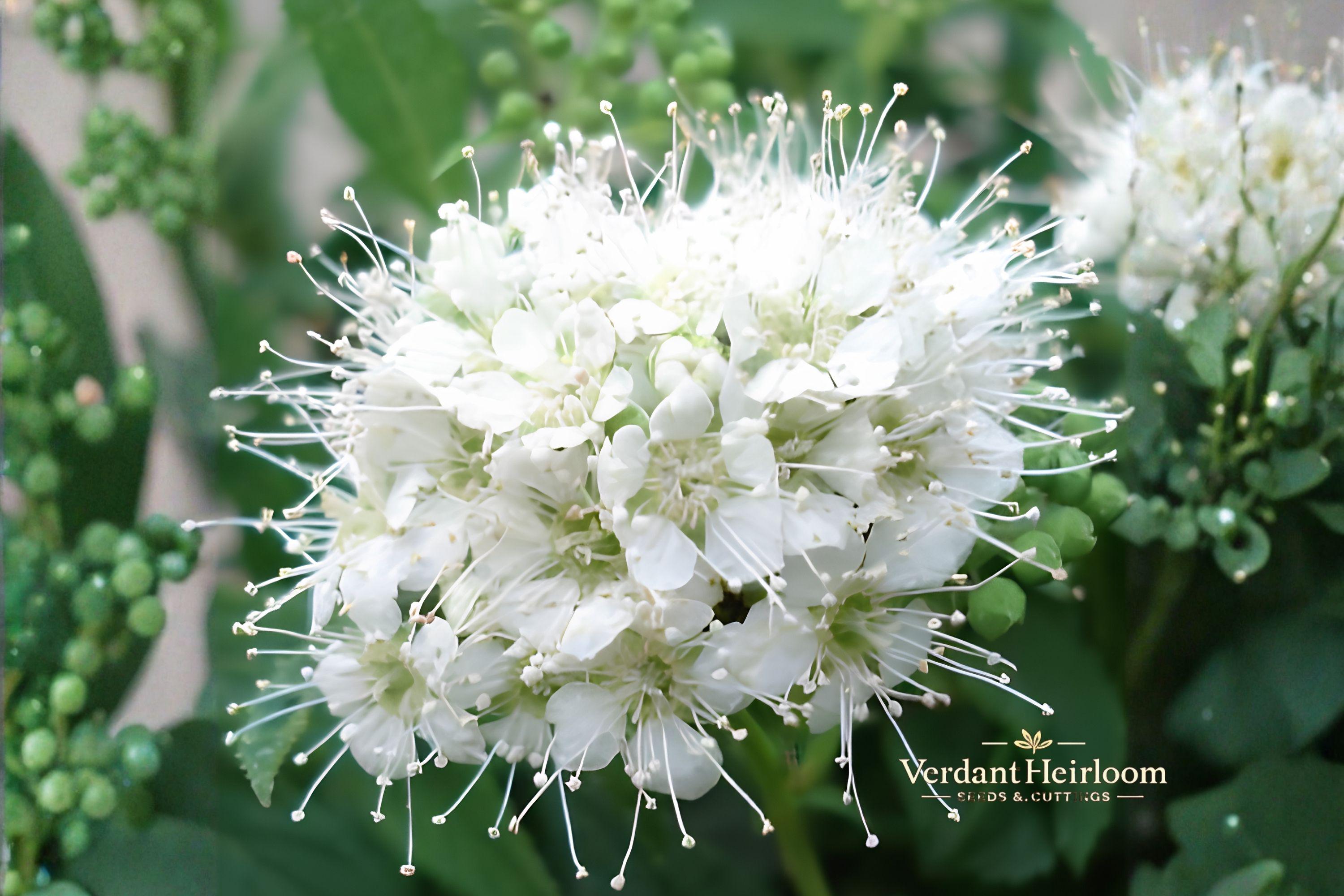 Wedding Cake Spirea Unrooted Cuttings – 10 Live 6–8 Inch White Flowering Shrubs Spiraea nipponica