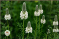 White Prairie Clover Seeds – Native Pollinator Wildflower, Dalea candida, Drought-Tolerant Perennial, Summer Bloom, 100 Seeds