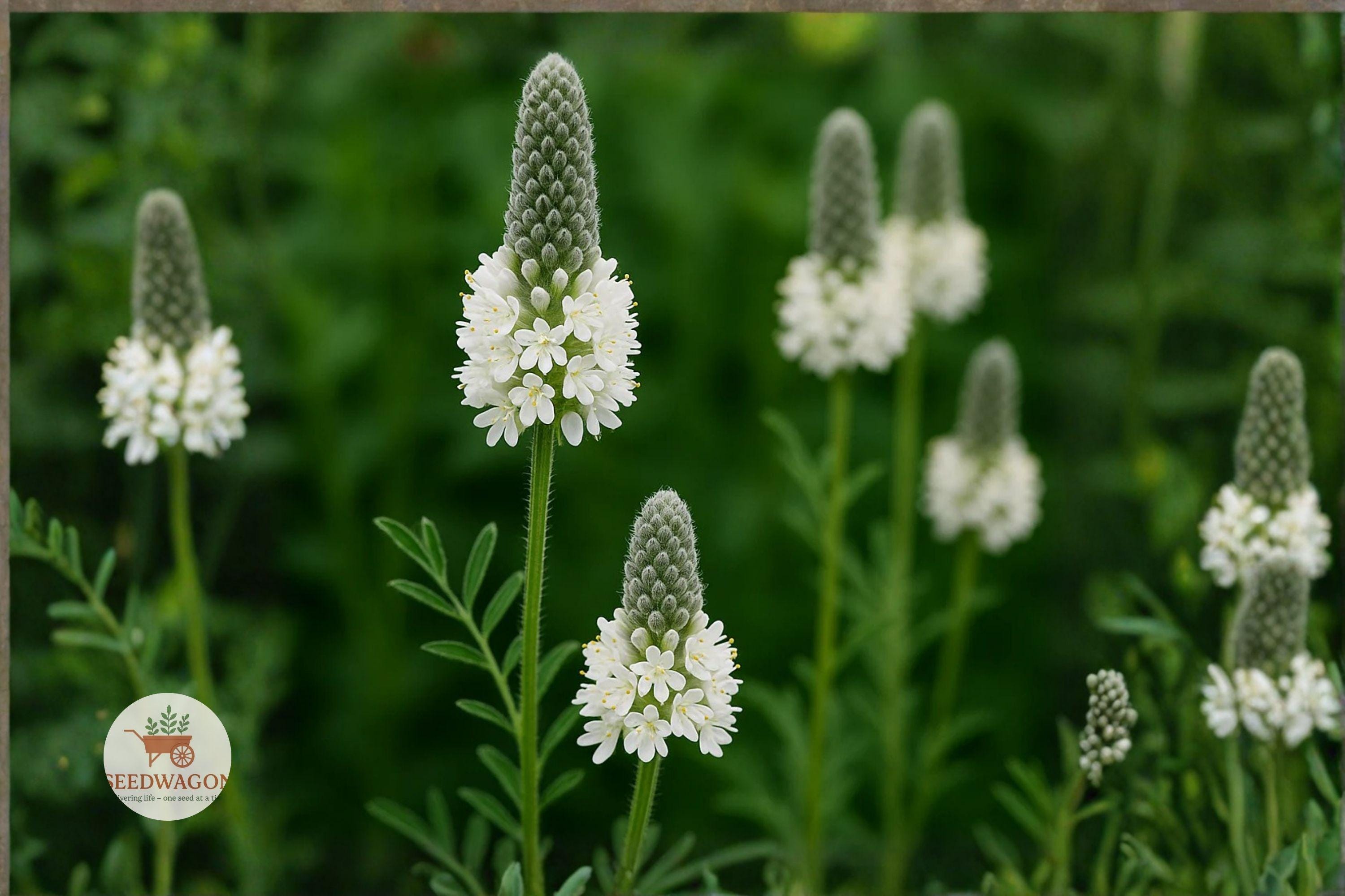 White Prairie Clover Seeds – Native Pollinator Wildflower, Dalea candida, Drought-Tolerant Perennial, Summer Bloom, 100 Seeds