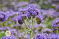 Lacy Phacelia Seeds 100 – Phacelia tanacetifolia Wildflower for Pollinators, Bees, Butterflies, Lavender Purple, Annual Plant