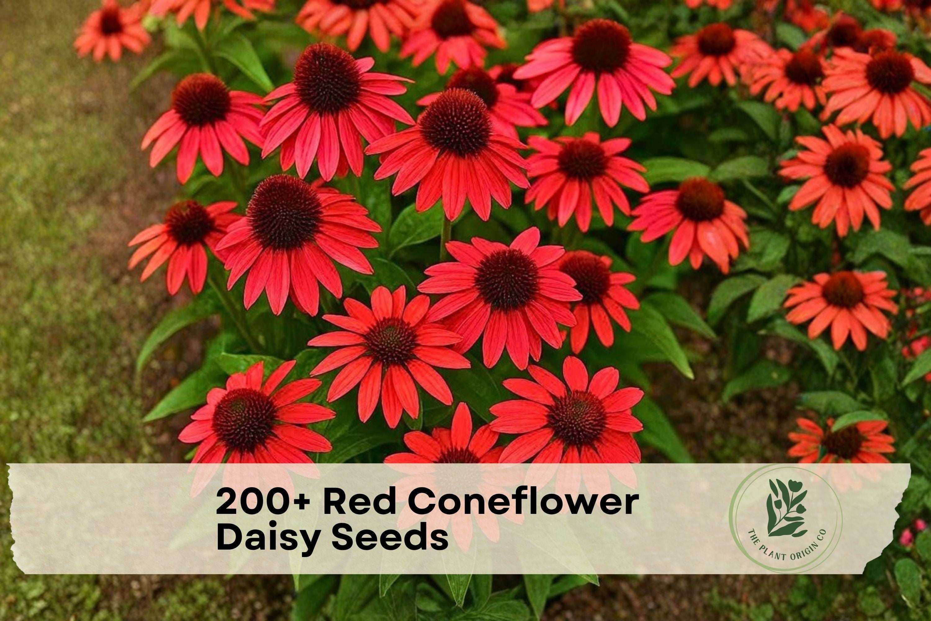 Red Coneflower Seeds – 200+ Echinacea purpurea for Garden Beds, Borders, Pollinator Gardens, Full Sun, Perennial Flower