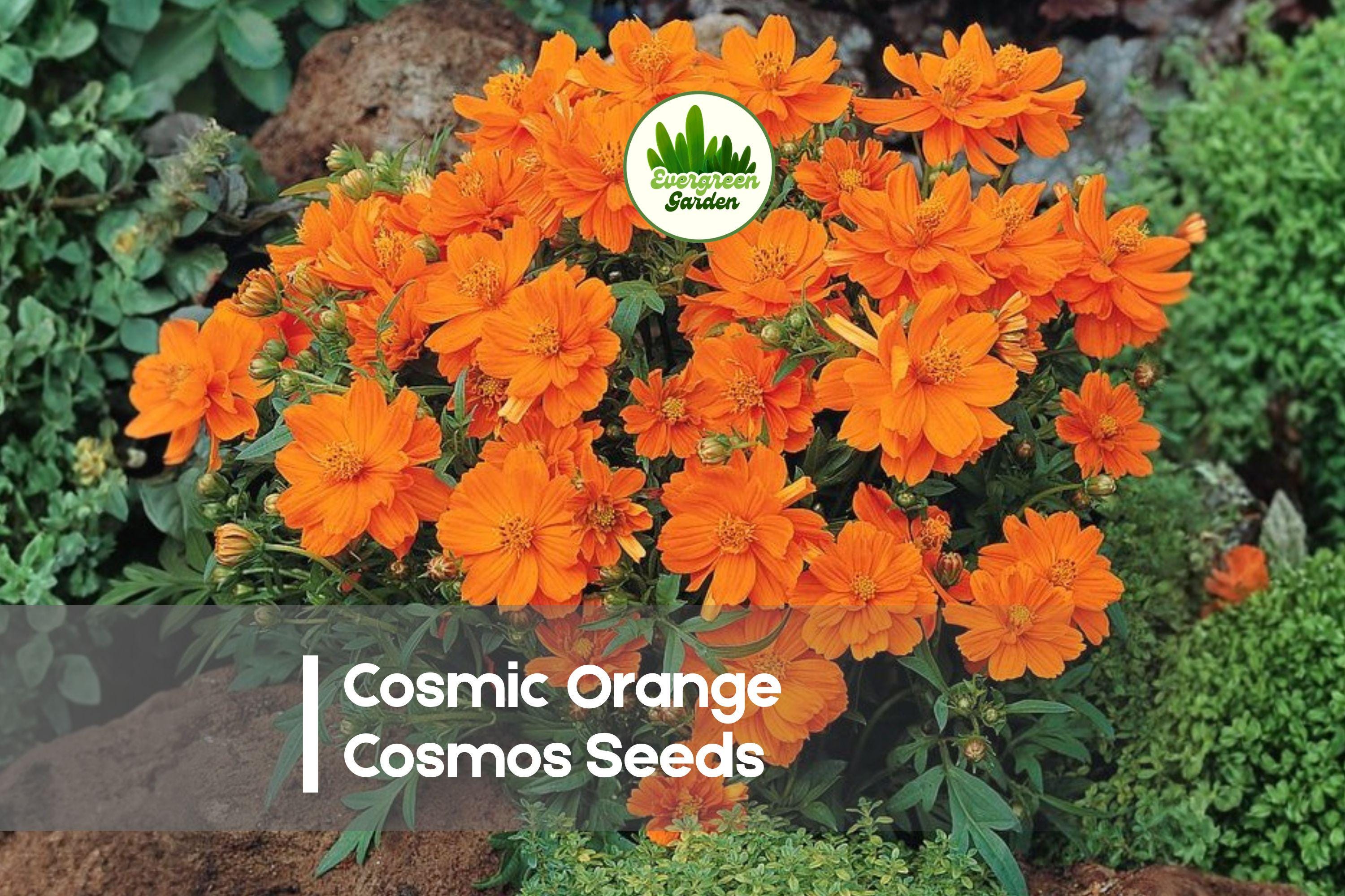 200 Cosmic Orange Cosmos Seeds, Vibrant Orange Annual Flower, Cosmos sulphureus, Heat-Tolerant, Pollinator-Friendly, Compact Growth