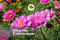 200 Fizzy Pink Cosmos Seeds – Pink Frilled Blooms, Cosmos bipinnatus, Cottage Garden, Pollinator, Summer to Fall